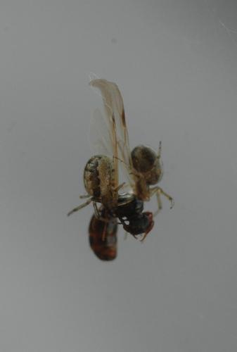 Zygiella x-notata
